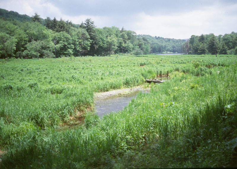 Appolachian jacobs ladder